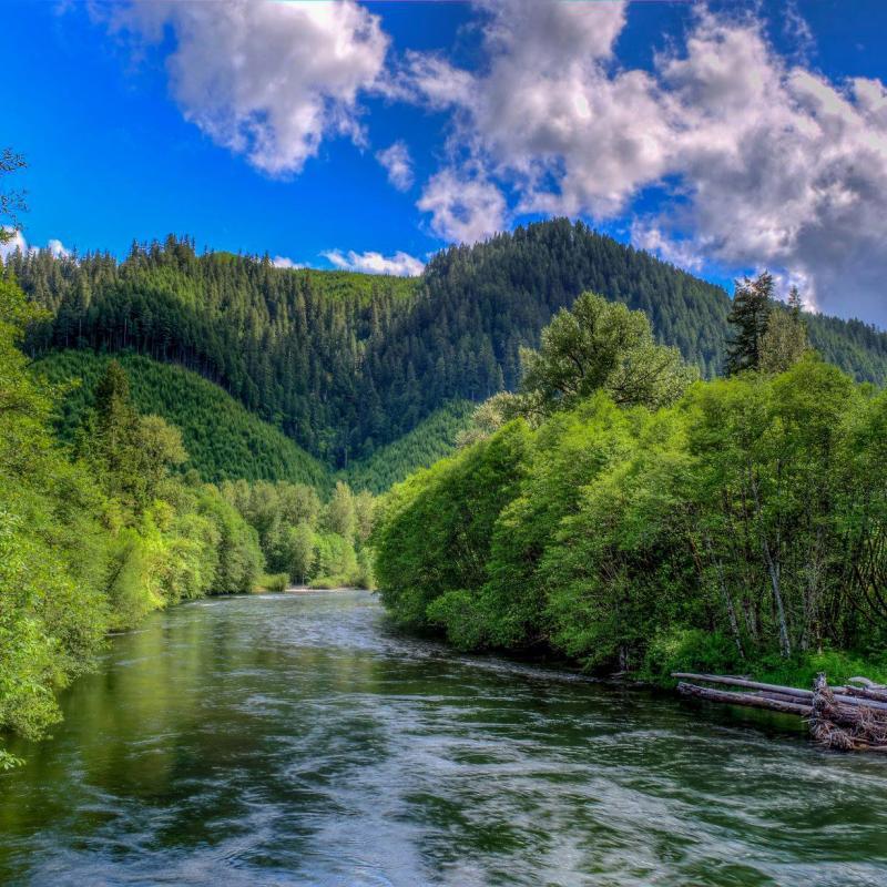 McKenzie River - Blue sky with clouds above a river winding through green trees