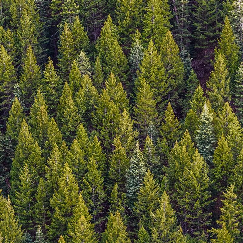 An overhead view of a dense forest with coniferous trees in various shades of green. Photo by Matthew Montrone: https://www.pexels.com/photo/green-pine-trees-1179229/